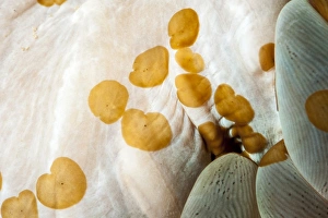 Acoelous flatworms (Acolela order), Sulawesi, Indonesia, Southeast Asia, Asia