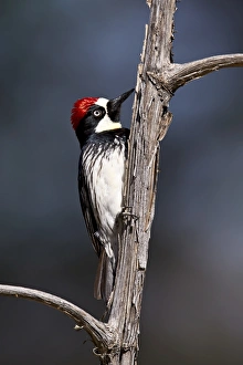 National Forest Prints: Acorn woodpecker (Melanerpes formicivorus)