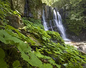 Cascata Del Dardagna Prints: Acquatic plants at Dardagna waterfalls in summer, Parco Regionale del Corno alle Scale