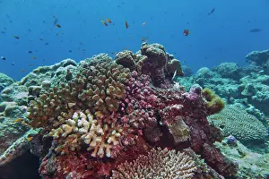 Oceanic Prints: Acropora species scleractinic hard corals