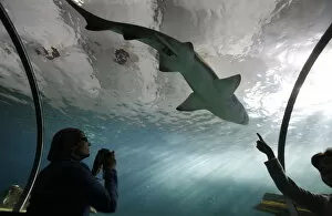 Acrylic glass tunnel where sharks swim above visitors, Sydney Aquarium, Sydney