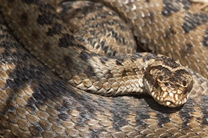 Adder (Vipera berus) in closeup, before shedding skin, Northumberland National Park, England, United Kingdom, Europe