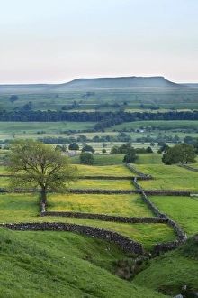 Wensleydale Prints: Addleborough from above Askrigg at dusk in summer