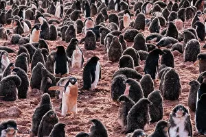 Adelie penguin chicks (Pygoscelis adeliae), Paulet Island, Weddell Sea, Antarctica, Polar Regions