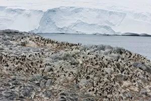 Images Dated 3rd January 2009: Adelie penguin colony (Pygoscelis adeliae), Commonwealth Bay, Antarctica, Polar Regions