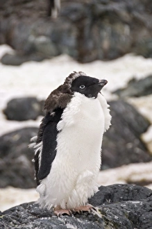 Adelie penguin moulting, Yalour Island, Antarctic Peninsula, Antarctica, Polar Regions Adelie penguin moulting, Yalour Island, Antarctic Peninsula, Antarctica, Polar Regions