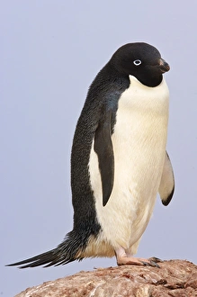 South Pole Prints: Adelie penguin, Petermann Island, Antarctica, Polar Regions