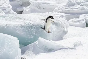 Seasonal Changes Prints: Adelie penguin (Pygoscelis adeliae)
