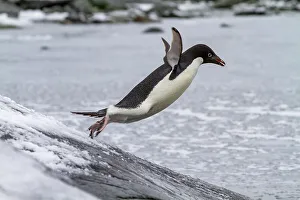 Cold Weather Prints: Adelie penguin (Pygoscelis adeliae)