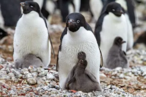Animal Groups Prints: Adelie penguin (Pygoscelis adeliae)