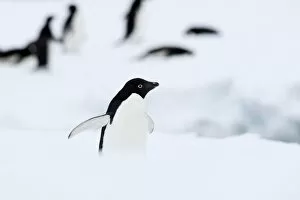 Images Dated 3rd January 2009: Adelie penguin (Pygoscelis adeliae), Commonwealth Bay, Antarctica, Polar Regions