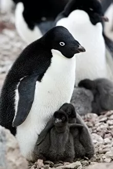 Images Dated 3rd January 2009: Adelie penguin (Pygoscelis adeliae), with chicks, Commonwealth Bay, Antarctica