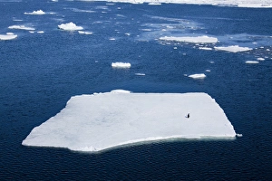 Images Dated 2nd January 2009: Adelie penguin (Pygoscelis adeliae) on ice floe, Dumont d Urville, Antarctica