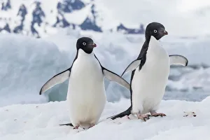 Wild Animals Prints: Adelie penguin (Pygoscelis adeliae) pair, at Brown Bluff, Antarctica, Southern Ocean