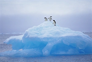 South Pole Prints: Adelie penguins on iceberg, Paulet Island, Antarctica, Polar Regions