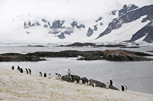 Images Dated 22nd February 2009: Adelie penguins moulting, Yalour Island, Antarctic Peninsula, Antarctica, Polar Regions