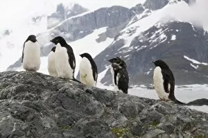 Images Dated 22nd February 2009: Adelie penguins moulting, Yalour Island, Antarctic Peninsula, Antarctica, Polar Regions