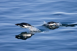 Images Dated 2nd January 2009: Adelie penguins (Pygoscelis adelia), Dumont d Urville, Antarctica, Polar Regions