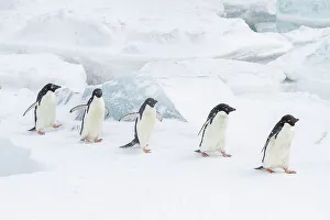 Seasonal Changes Prints: Adelie penguins (Pygoscelis adeliae)