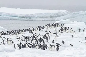 South Pole Prints: Adelie penguins (Pygoscelis adeliae)
