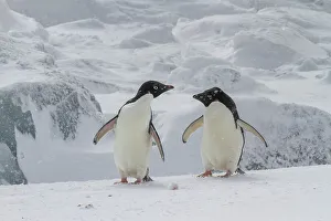 Coastal Environment Prints: Adelie penguins (Pygoscelis adeliae)