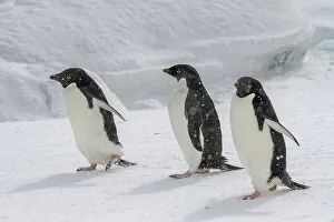 Snowy Landscape Prints: Adelie penguins (Pygoscelis adeliae)