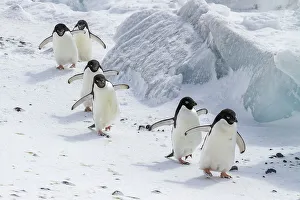 Colonies Prints: Adelie penguins (Pygoscelis adeliae)