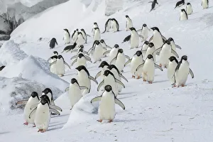Photogenic Prints: Adelie penguins (Pygoscelis adeliae)