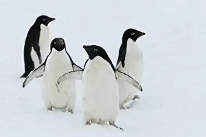 Images Dated 3rd January 2009: Adelie penguins (Pygoscelis adeliae), Commonwealth Bay, Antarctica, Polar Regions