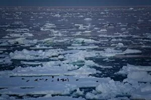 Images Dated 2nd January 2009: Adelie penguins (Pygoscelis adeliae) on an ice floe at midnight, Southern Ocean