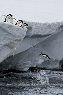 Images Dated 2009 January: 