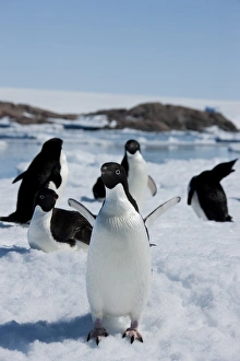 Images Dated 2nd January 2009: Adelie penguins (Pygoscelis adeliae), Dumont d Urville, Antarctica, Polar Regions