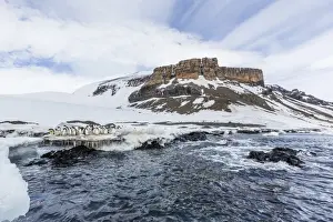 Adelie penguins (Pygoscelis adeliae) at breeding colony at Brown Bluff, Antarctica