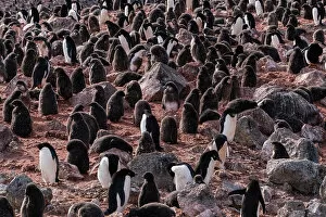 Adelie penguins (Pygoscelis adeliae) colony, Paulet Island, Weddell Sea, Antarctica, Polar Regions