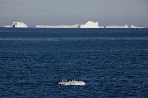 Images Dated 2nd January 2009: Adelie penguins (Pygoscelis adeliae) on ice floe, Dumont d Urville