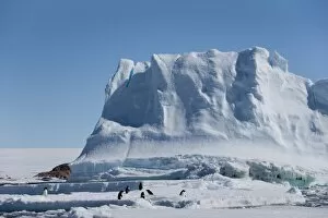 Adelie penguins (Pygoscelis adeliae), in front of an iceberg, Dumont d Urville
