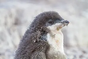 Feathers Prints: Adlie penguin chick observed at red rock ridge in Antarctica during a sunny day