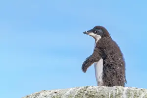 Feathers Prints: Adlie penguin chick stands on rock with blue sky in Antarctica