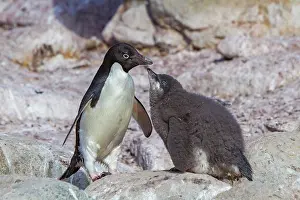 Antarctic Prints: Adlie penguin parent cares for chick at red rock ridge in Antarctica during a sunny day