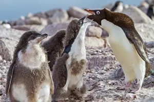 Time Prints: Adlie penguin parent feeding chick at red rock ridge in Antarctica during breeding season