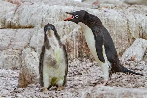 Antarctic Prints: Adlie penguin parent interacts with chick at red rock ridge in Antarctica