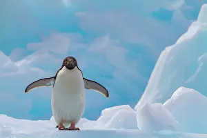 Feathers Prints: Adlie penguin stands on ice in Antarctica with its wings spread near the Antarctic Peninsula showing its natural