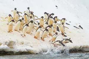 Retreat Prints: Adlie penguins jump off ice to return to sea for feeding in Antarctica at Paulet Island