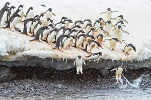 Antarctic Prints: Adlie penguins leap off ice to enter water for feeding on Paulet Island in Antarctica