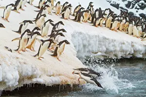 Saltwater Prints: Adlie penguins leap off ice to return to sea for feeding on Paulet Island in Antarctica during the summer season