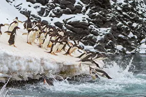 Antarctica Prints: Adlie penguins leap off ice into sea to find food near Paulet Island in Antarctica during the feeding season
