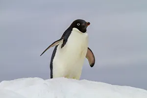 Visual Arts Prints: Adult Adelie penguin (Pygoscelis adeliae)