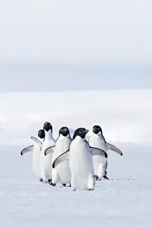 Sealife Prints: Adult Adelie penguins (Pygoscelis adeliae) walking on first year sea ice in Active Sound