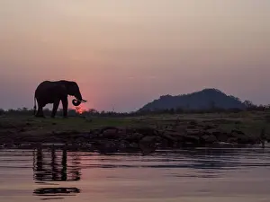 An adult African bush elephant (Loxodonta africana) at sunset on the shore of Lake Kariba