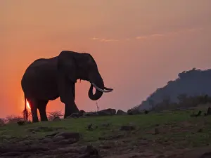 An adult African bush elephant (Loxodonta africana) at sunset on the shore of Lake Kariba